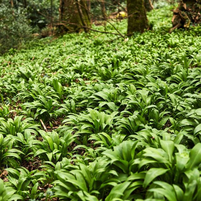 Natoora British Wild Garlic Leaves thumbnail 4