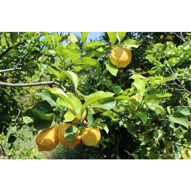 Weleda Citrus Refreshing Body Lotion, Vegan thumbnail 5