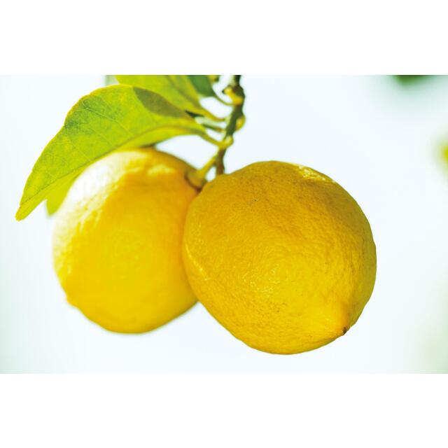 Weleda Citrus Refreshing Body Lotion, Vegan thumbnail 6