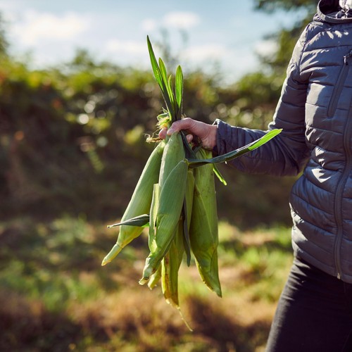 Ocado Corn on the Cob thumbnail 5