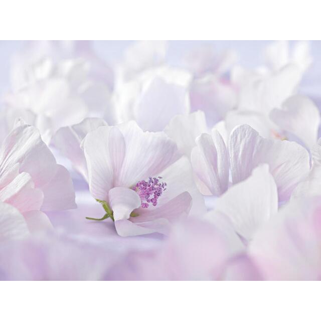 Weleda Baby White Mallow Nappy Cream thumbnail 4