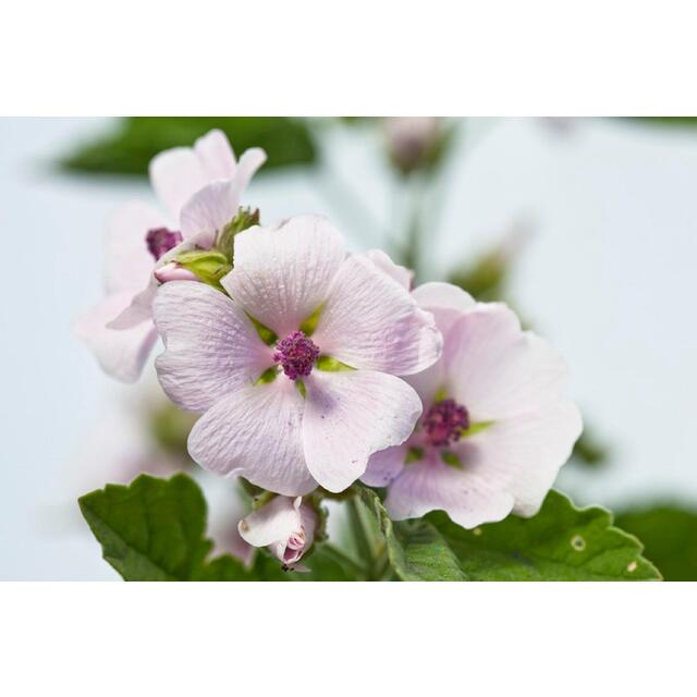 Weleda Baby White Mallow Body Lotion thumbnail 5