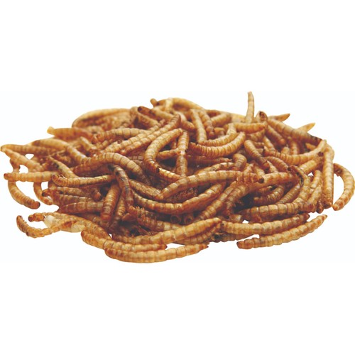 National Trust CJ Wildlife Dried Mealworms thumbnail 2