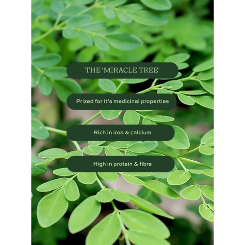 Aduna Moringa Organic Superfood Powder thumbnail 7