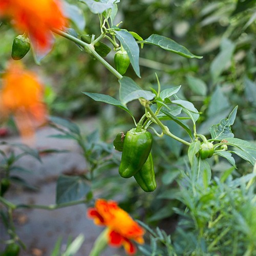 Natoora Padron Style Peppers thumbnail 2