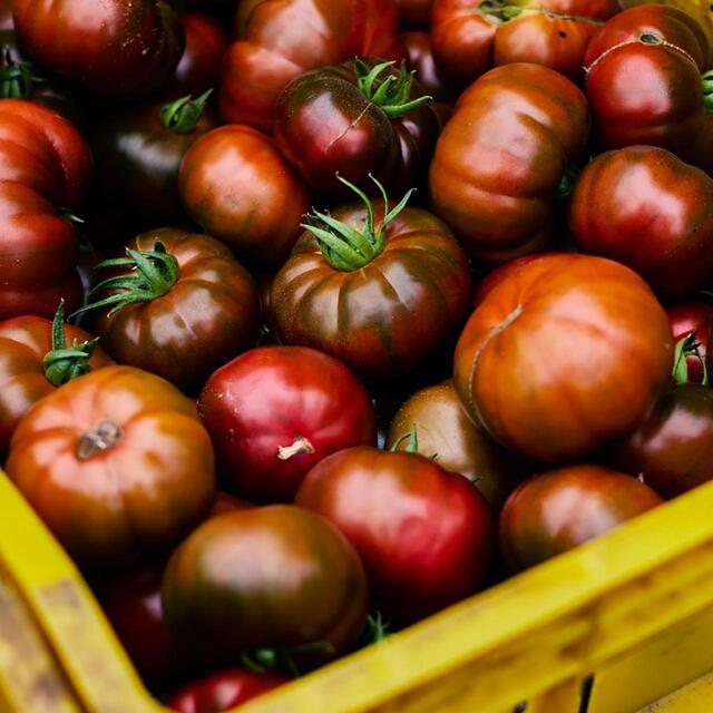 Natoora Spanish Black Iberiko Winter Tomatoes thumbnail 3