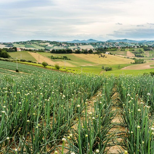 Natoora Large Spanish Garlic thumbnail 2