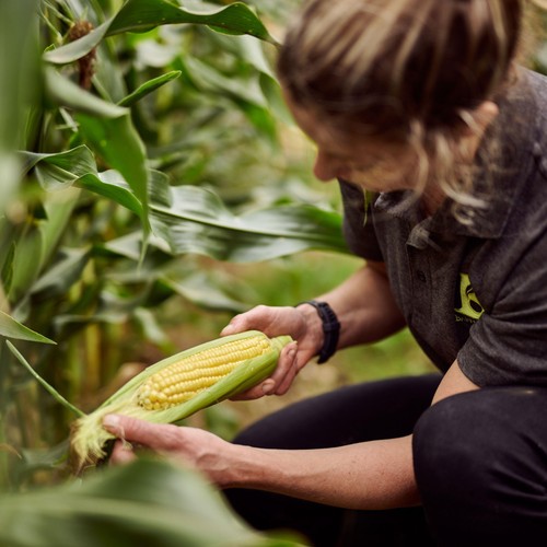 Ocado Sweetcorn Cobettes Family Pack thumbnail 5