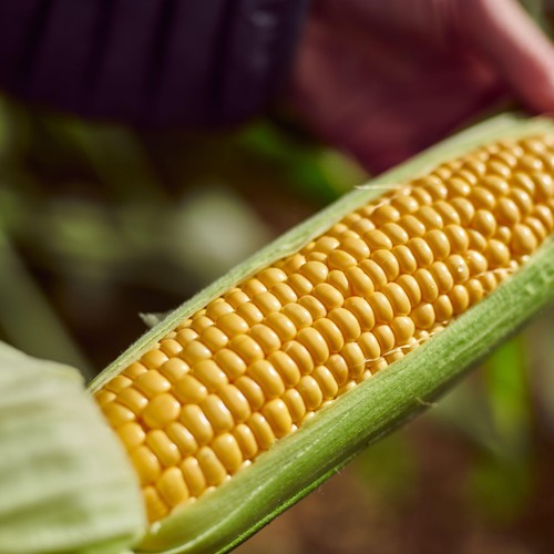 Ocado Sweetcorn Cobettes Family Pack thumbnail 6