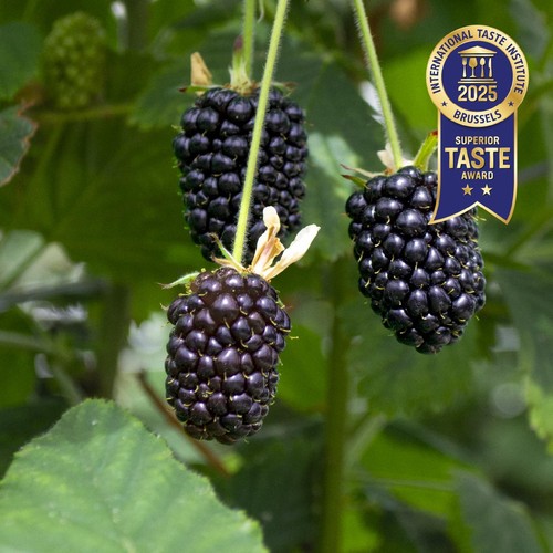 BerryWorld Blackberries thumbnail 3