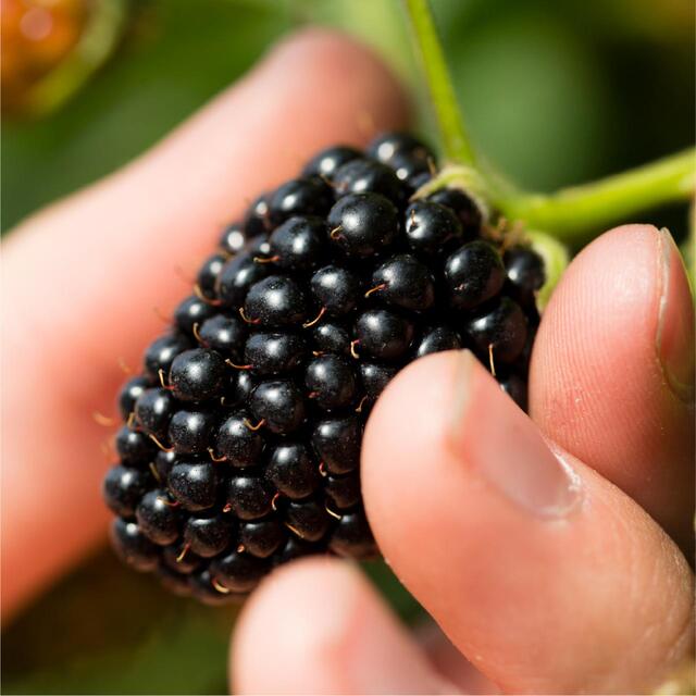 BerryWorld Blackberries thumbnail 5