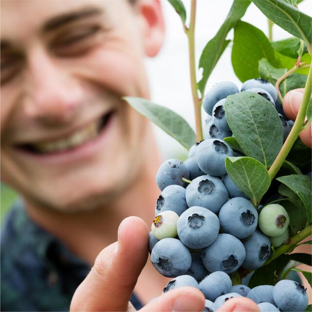 BerryWorld Blueberries thumbnail 6