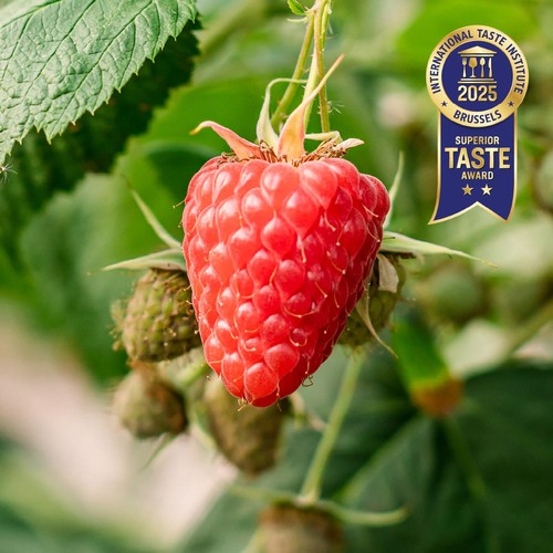 Berryworld British Raspberries thumbnail 3
