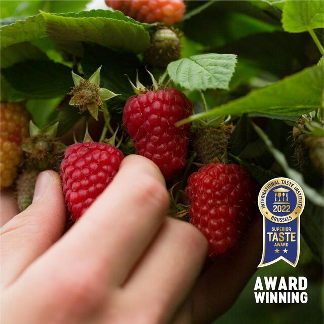 Berryworld British Raspberries thumbnail 6