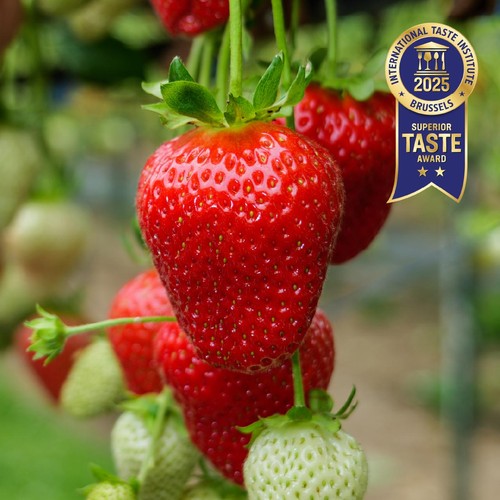 BerryWorld British Strawberries  thumbnail 3