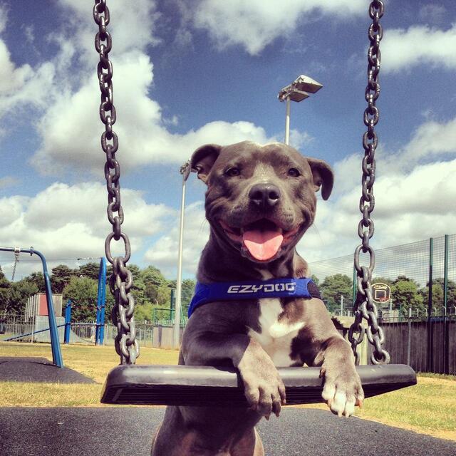 EzyDog Quick Fit Blue Dog Harness thumbnail 3