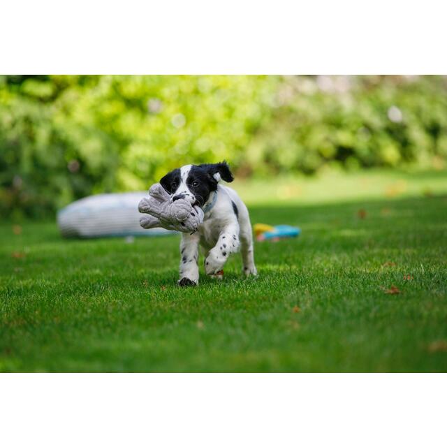 Little Petface Puppy Freddi Cord Dog Toy thumbnail 4