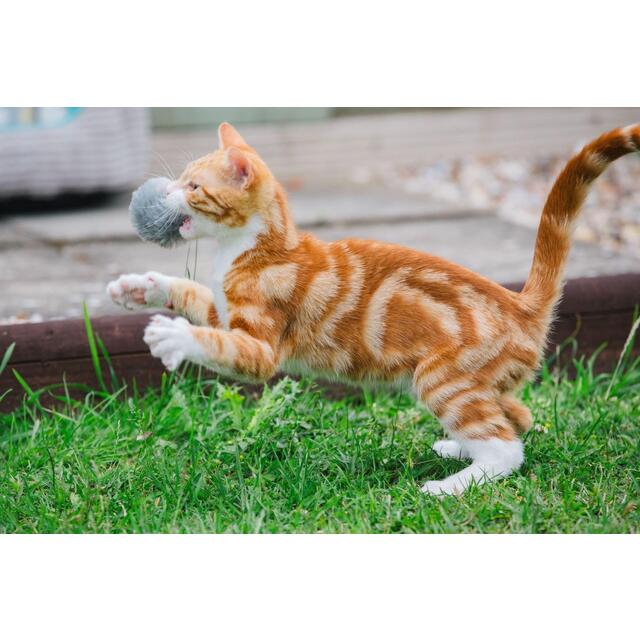 Little Petface Pom Pom Cat & Kitten Toys thumbnail 4