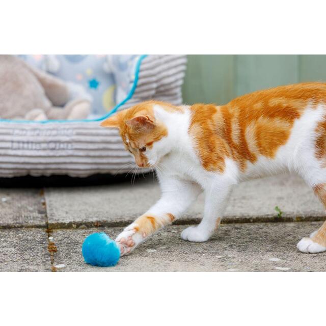 Little Petface Pom Pom Cat & Kitten Toys thumbnail 5