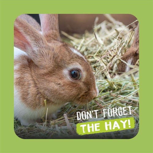 Burgess Excel Long Stem Feeding Hay thumbnail 5