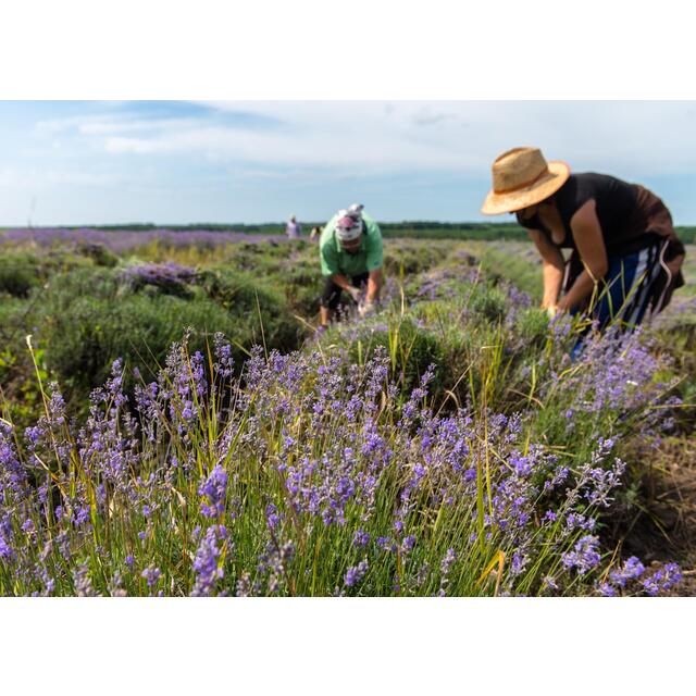 Weleda Lavender Relaxing Bath Milk, Lavender Bath Soak Natural Vegan thumbnail 5