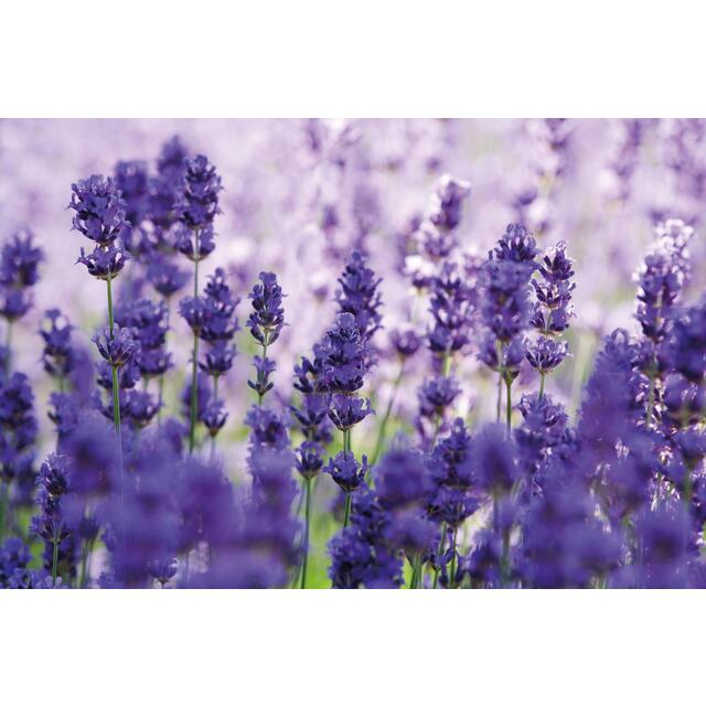 Weleda Lavender Relaxing Bath Milk, Lavender Bath Soak Natural Vegan thumbnail 6