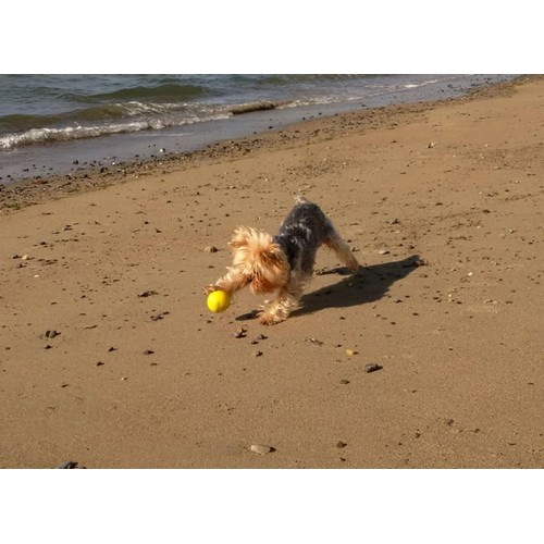 SportsPET High Bounce Ball For Pets, Dog Toy 6cm thumbnail 5