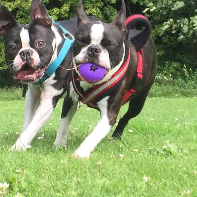 SportsPET High Bounce Ball For Pets, Dog Toy 6cm thumbnail 4