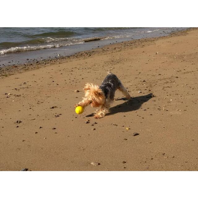 SportsPET High Bounce Ball For Pets, Dog Toy 6cm thumbnail 5