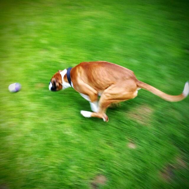 SportsPET High Bounce Ball For Pets, Dog Toy 6cm thumbnail 6