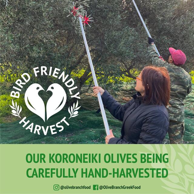 Olive Branch Greek Extra Virgin Olive Oil thumbnail 3