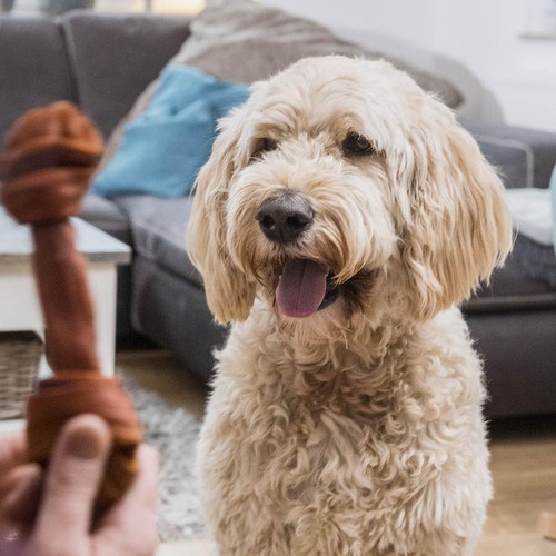 SmartBones 2 Medium Beef Rawhide Free Bone Dog Treats thumbnail 5