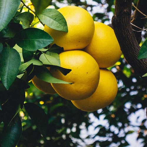 Natoora Organic Corsican Pink Grapefruit thumbnail 2