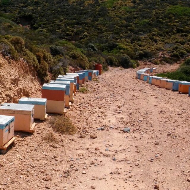 The Greek Kitchen Wild Thyme & Multifloral Greek Honey thumbnail 4