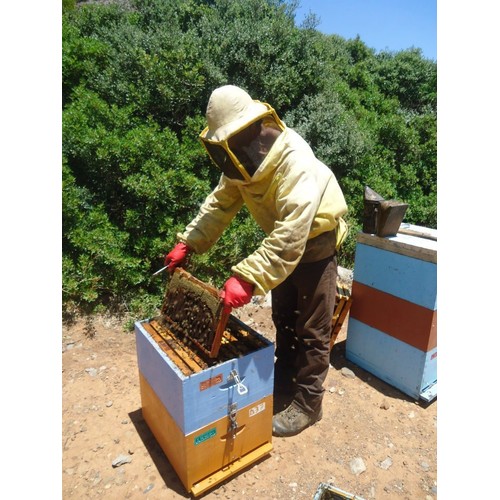 The Greek Kitchen Pine Tree Honey thumbnail 3