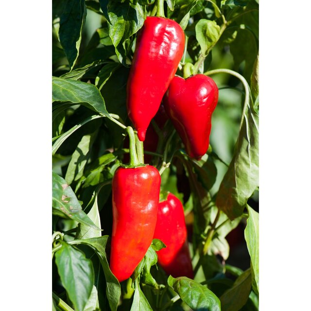 The Greek Kitchen Flame Roasted Red Peppers thumbnail 2