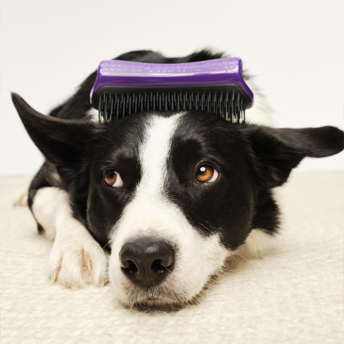 Pet Teezer De-Shedding Dog Grooming Brush thumbnail 7