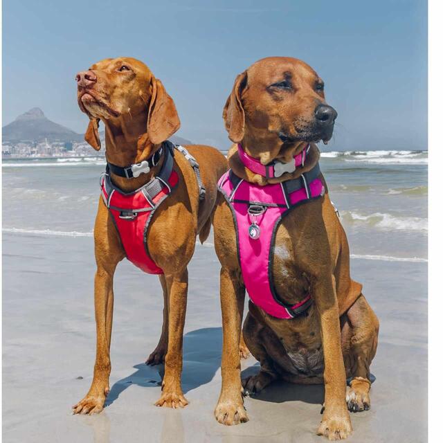 Red Dingo Red Padded Dog Harness Large thumbnail 5