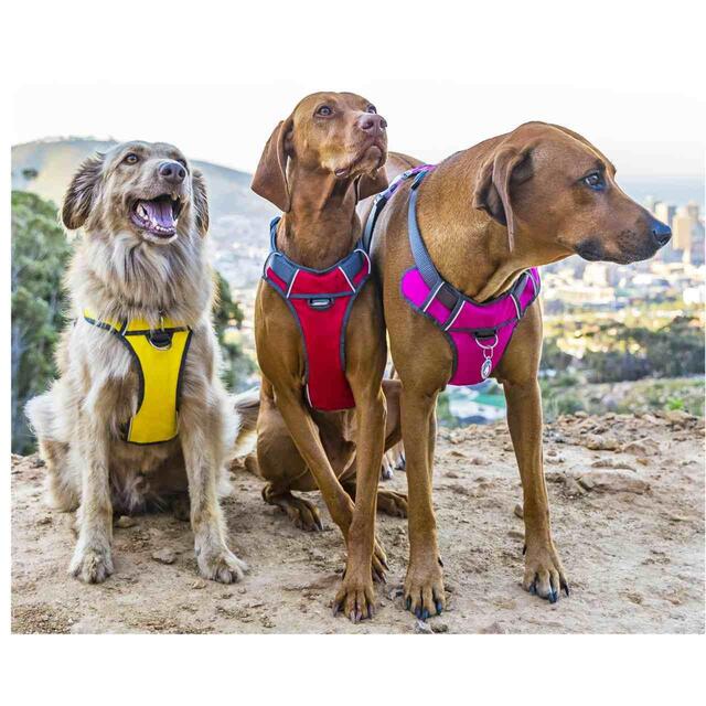 Red Dingo Red Padded Dog Harness Large thumbnail 6