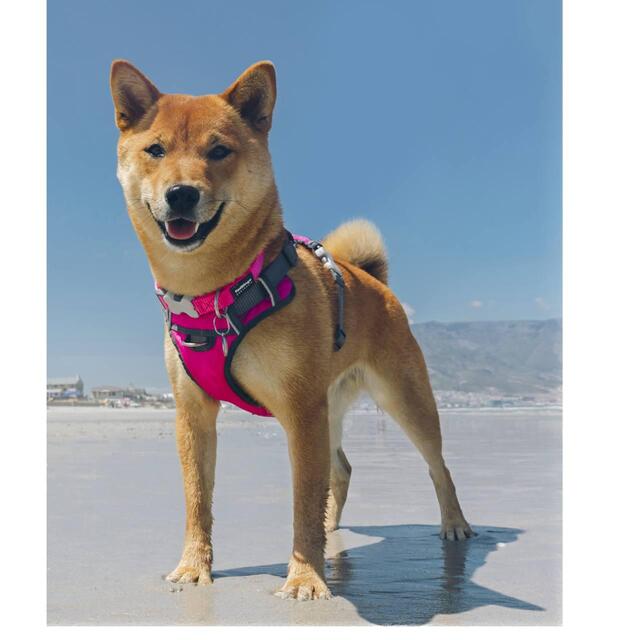Red Dingo Hot Pink Padded Dog Harness Medium thumbnail 4