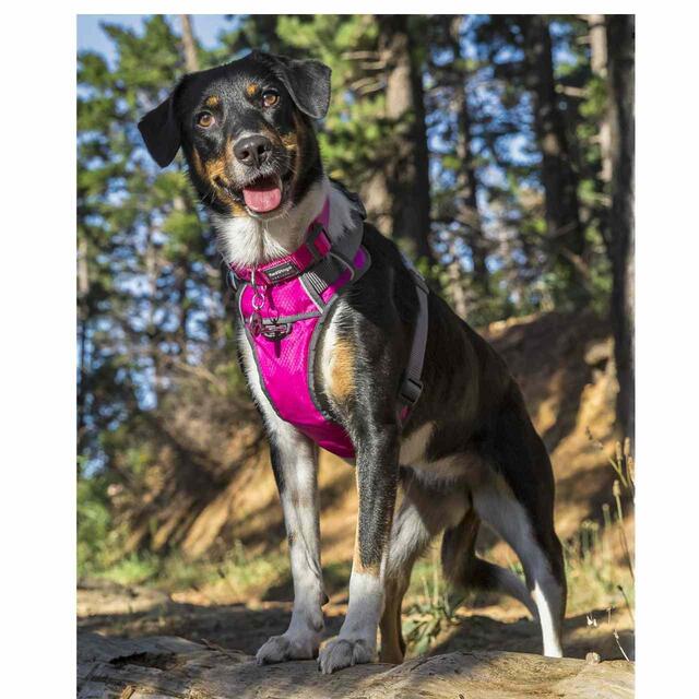 Red Dingo Hot Pink Padded Dog Harness Medium thumbnail 5