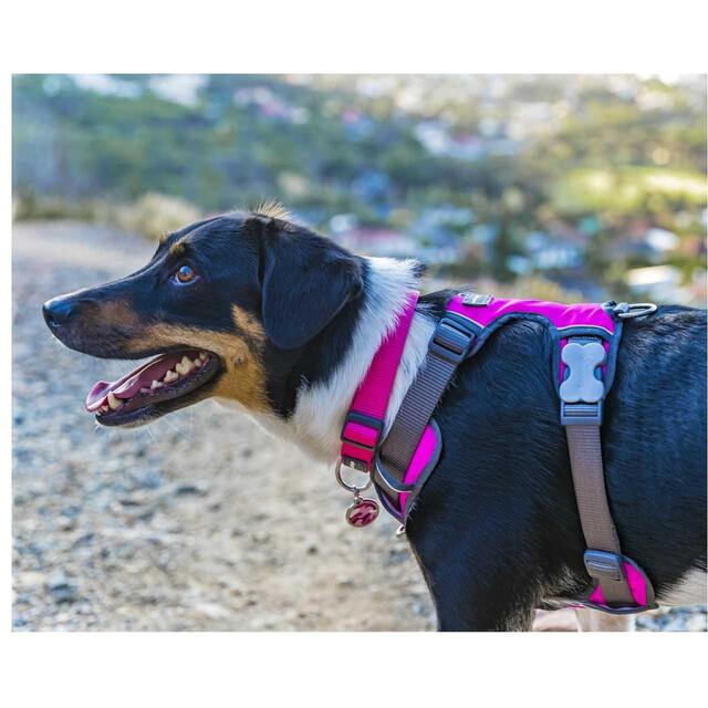 Red Dingo Hot Pink Padded Dog Harness Medium thumbnail 7