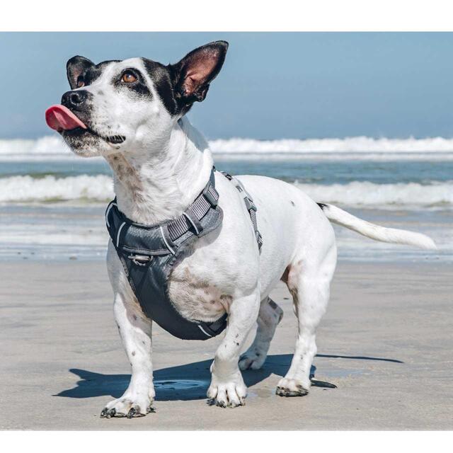 Red Dingo Cool Grey Padded Dog Harness thumbnail 5