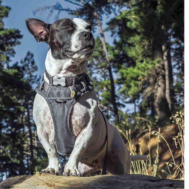 Red Dingo Cool Grey Padded Dog Harness thumbnail 6