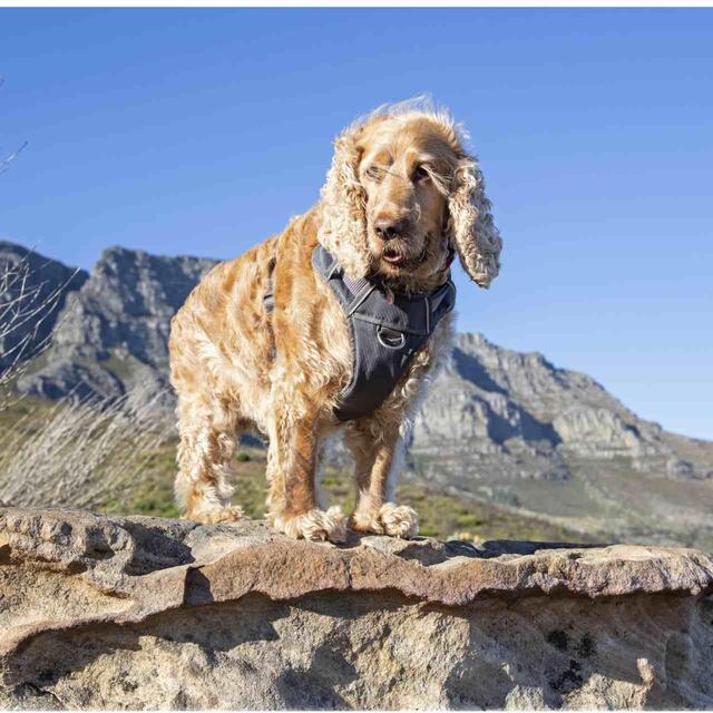 Red Dingo Cool Grey Padded Dog Harness thumbnail 7