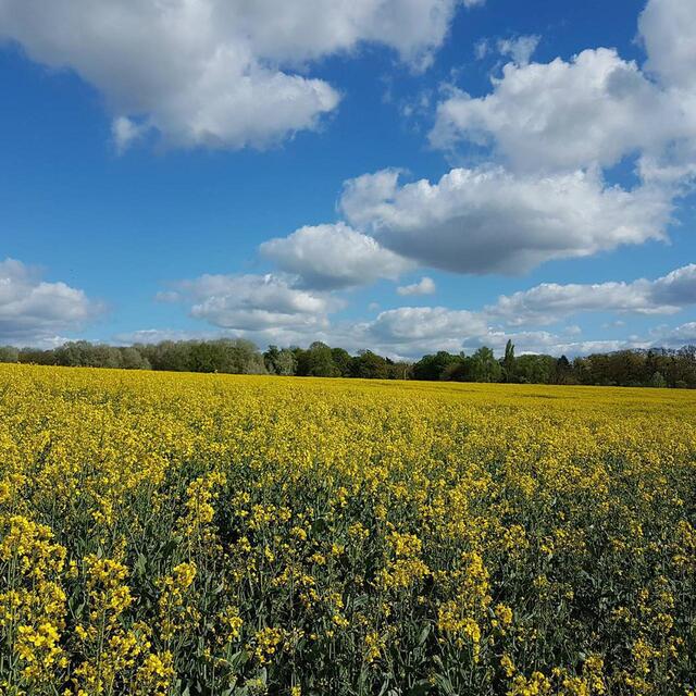 Duchess Farms Extra Virgin Cold-Pressed Rapeseed Oil thumbnail 2