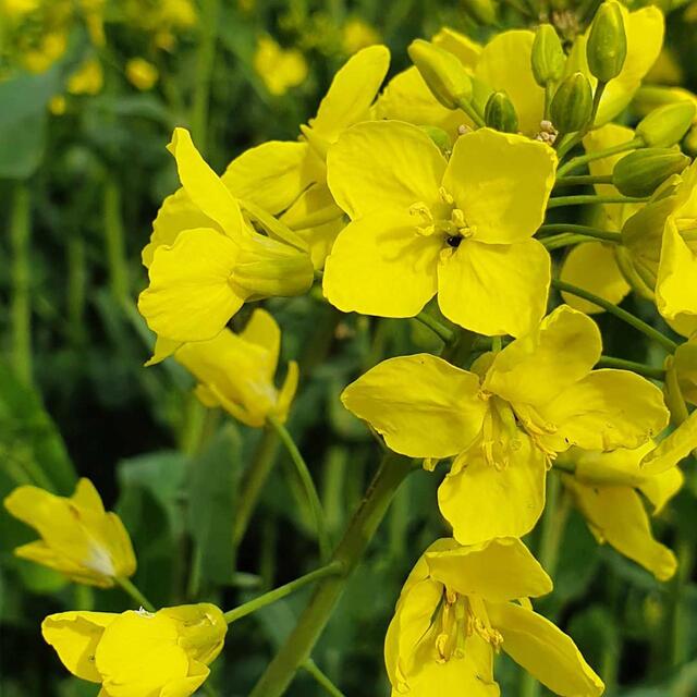 Duchess Farms Extra Virgin Cold-Pressed Rapeseed Oil thumbnail 4