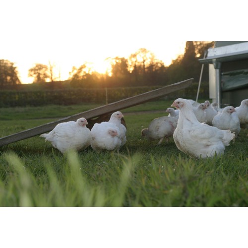Packington Free Range Diced Chicken Fillet  thumbnail 5