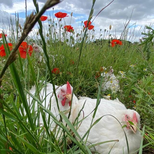 Packington Free Range Skinless Chicken Breast Fillets thumbnail 5