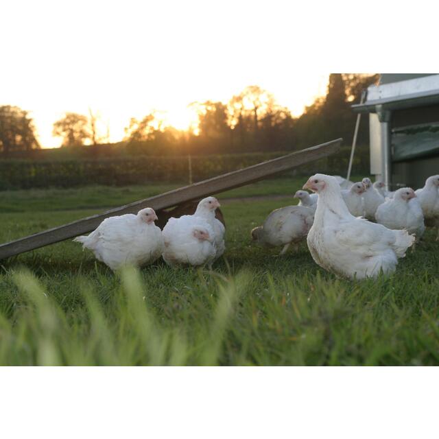 Packington Free Range Skinless Chicken Breast Fillets thumbnail 6